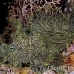 rhinopias_lacy_crci_mb_h_0381_png3314.jpg